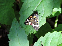 Callimorpha dominula