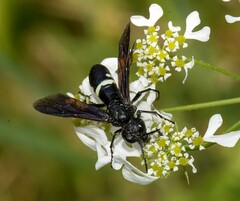 Tenthredo bifasciata