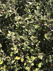 Corokia