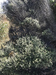 Corokia