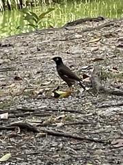 Acridotheres tristis