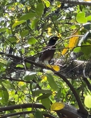 Acridotheres tristis