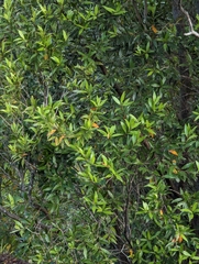 Metrosideros umbellata