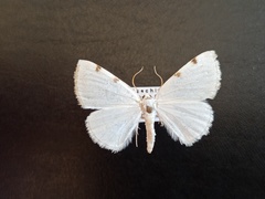 Lomographa bimaculata