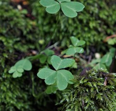 Oxalis alpina