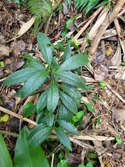 Ardisia crenata image