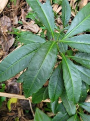 Ardisia crenata image