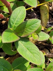 Hygrophila pogonocalyx