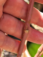 Hygrophila pogonocalyx