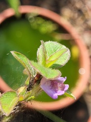 Hygrophila pogonocalyx