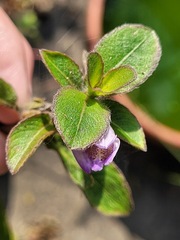 Hygrophila pogonocalyx