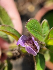 Hygrophila pogonocalyx
