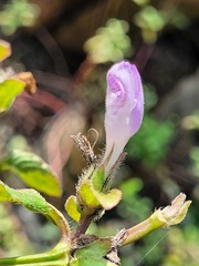 Hygrophila pogonocalyx