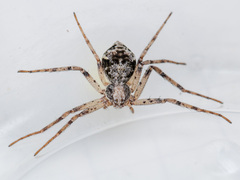 Rhysodromus pictus
