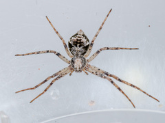 Rhysodromus pictus