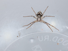 Rhysodromus pictus