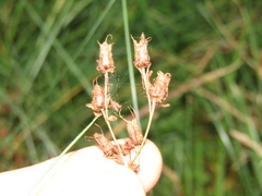 Hypericum tetrapterum