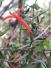 Anisacanthus quadrifidus