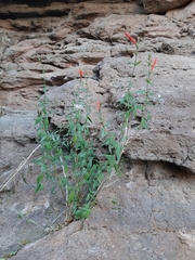 Anisacanthus quadrifidus