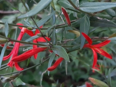 Anisacanthus quadrifidus