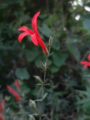 Anisacanthus quadrifidus