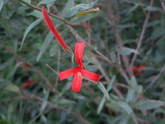 Anisacanthus quadrifidus