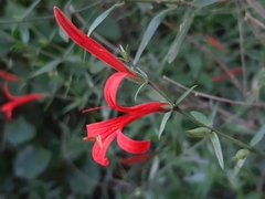 Anisacanthus quadrifidus