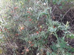 Anisacanthus quadrifidus