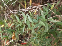 Anisacanthus quadrifidus