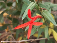 Anisacanthus quadrifidus