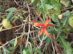 Anisacanthus quadrifidus