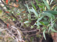 Anisacanthus quadrifidus