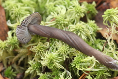 Sphagnum girgensohnii