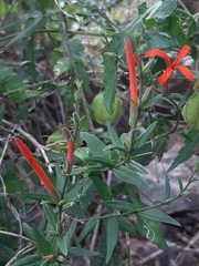 Anisacanthus quadrifidus