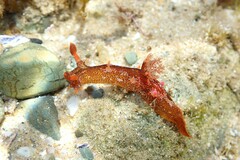 Plocamopherus imperialis