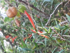 Anisacanthus quadrifidus