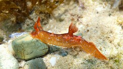 Plocamopherus imperialis