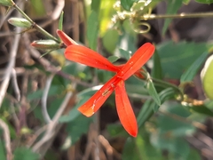 Anisacanthus quadrifidus