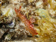 Plocamopherus imperialis