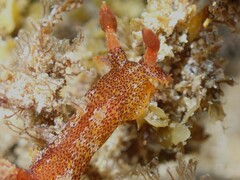 Plocamopherus imperialis