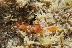 Plocamopherus imperialis