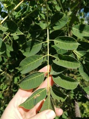 Sclerocarya birrea