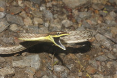 Oxybelis microphthalmus