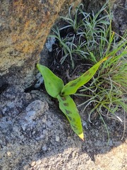 Ledebouria revoluta