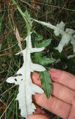 Cirsium arvense vestitum