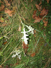 Cirsium arvense vestitum