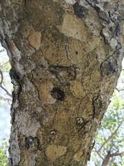 Sclerocarya birrea