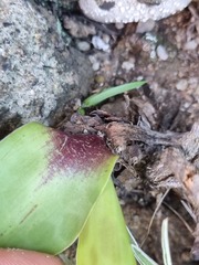 Ledebouria revoluta