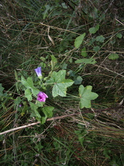 Malva sylvestris
