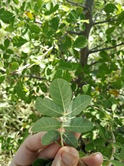 Commiphora